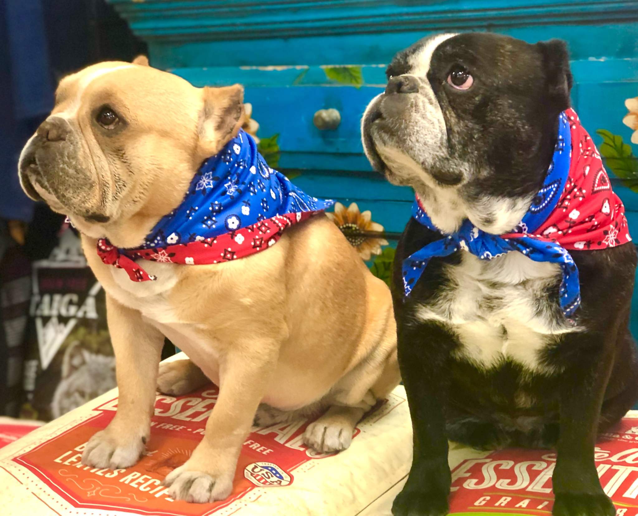 Walk-e-Woo Sport Bandana - Red/Blue Bandana