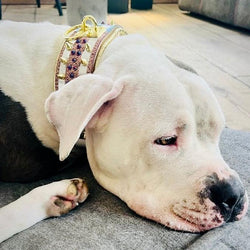 The Candy Dog Collar