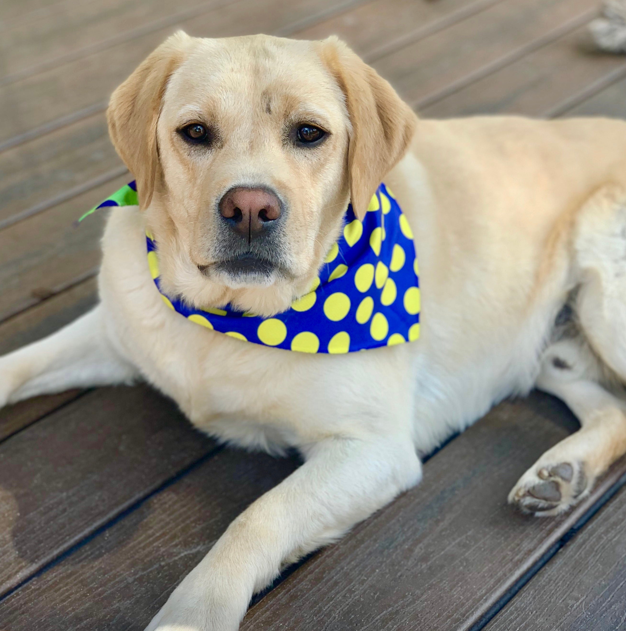 Sport Bandana - DOT Blue/Green/Yellow