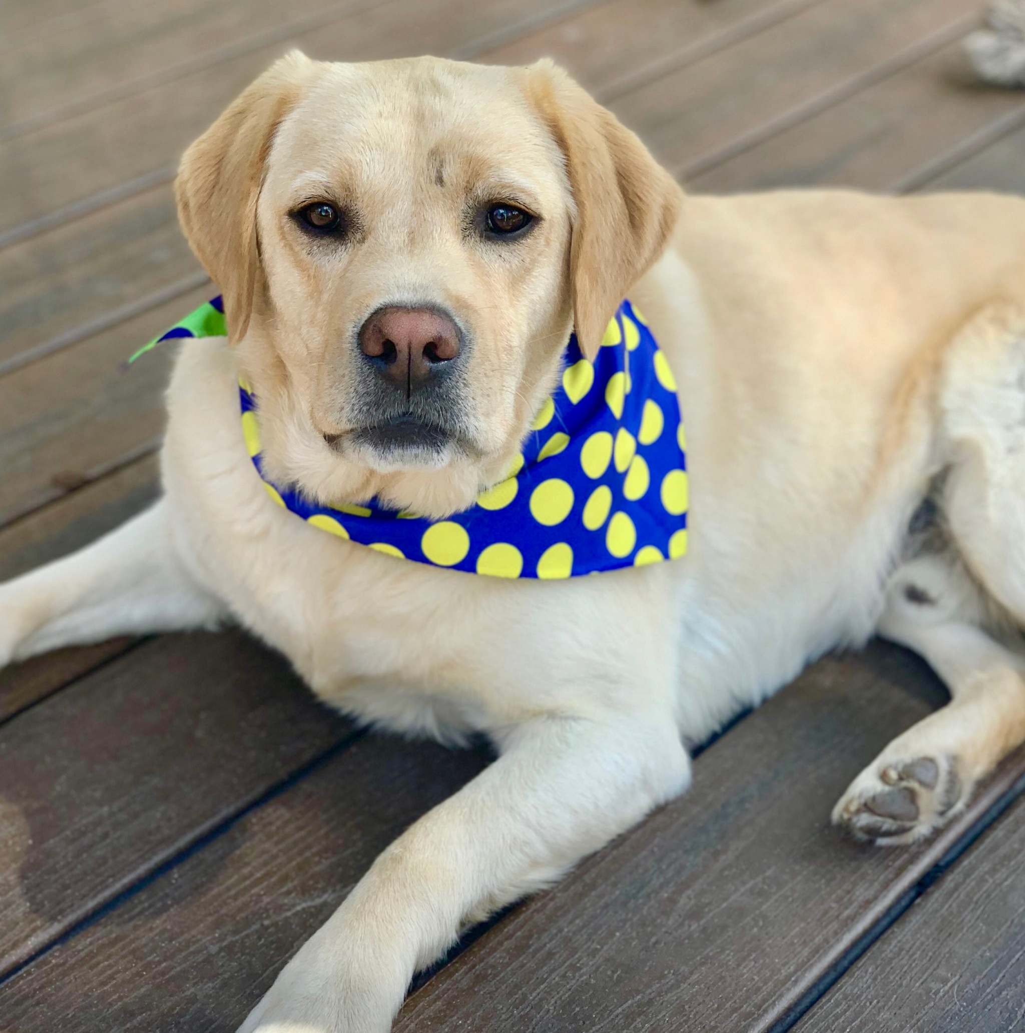 Walk-e-Woo Sport Bandana - DOT Blue/Green/Yellow