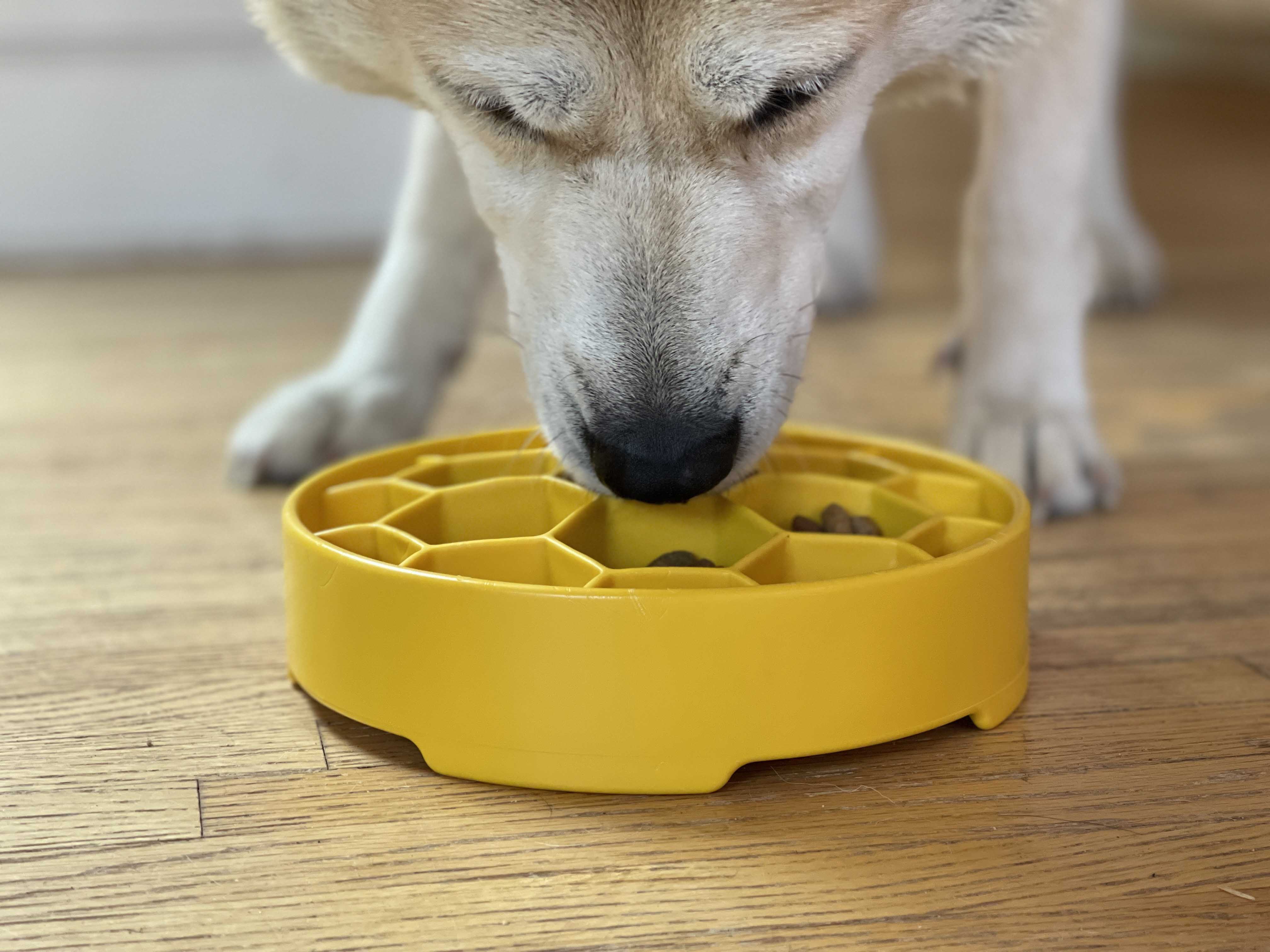 Honeycomb Design eBowl Enrichment Slow Feeder Bowl for Dogs