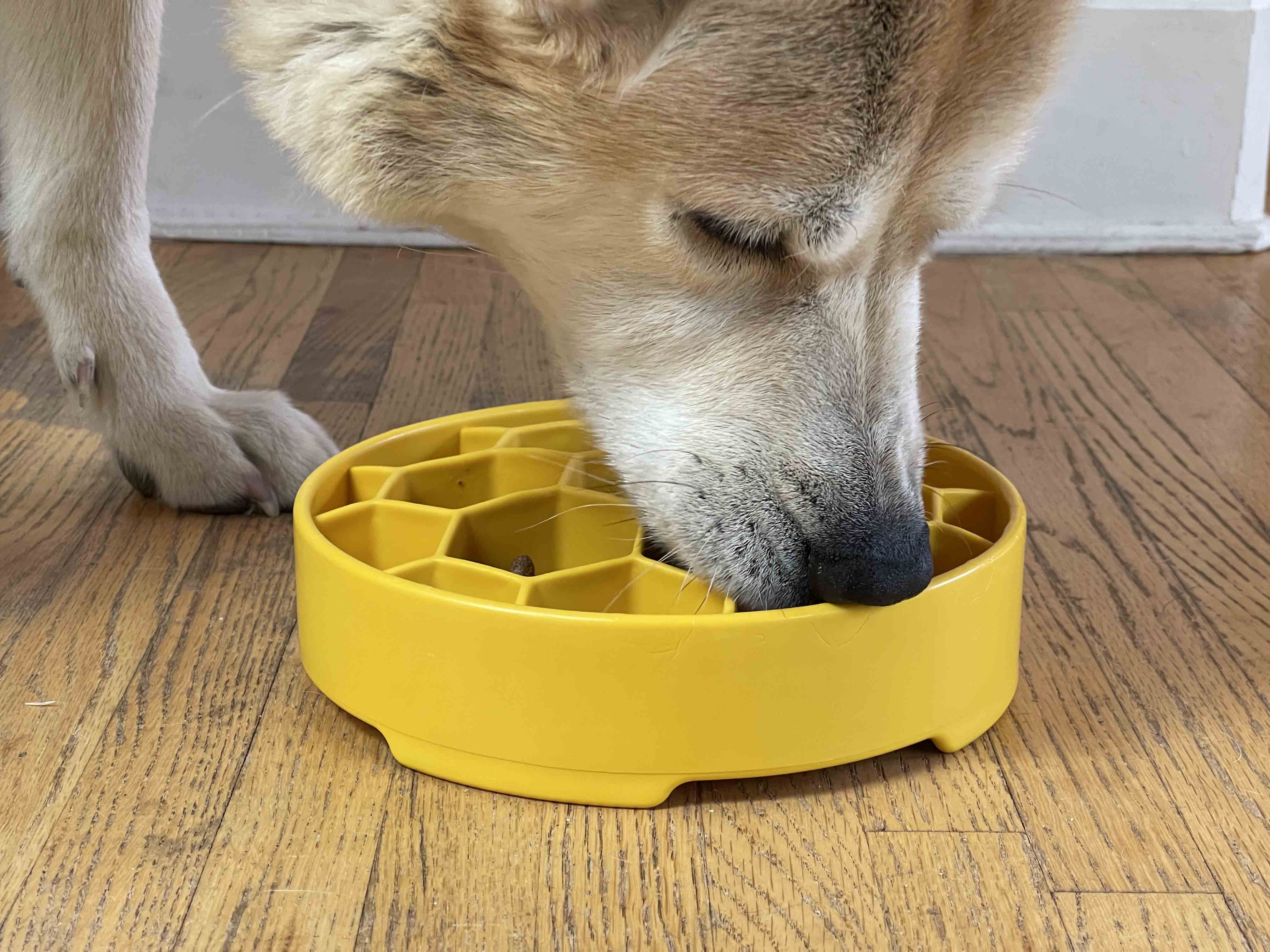 Honeycomb Design eBowl Enrichment Slow Feeder Bowl for Dogs