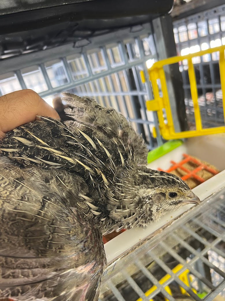 Falb-Fee Quail Hatching Eggs