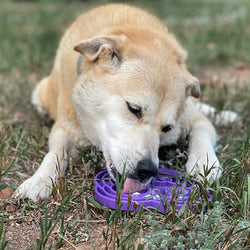 Water Frog Design eTray Enrichment Tray for Dogs