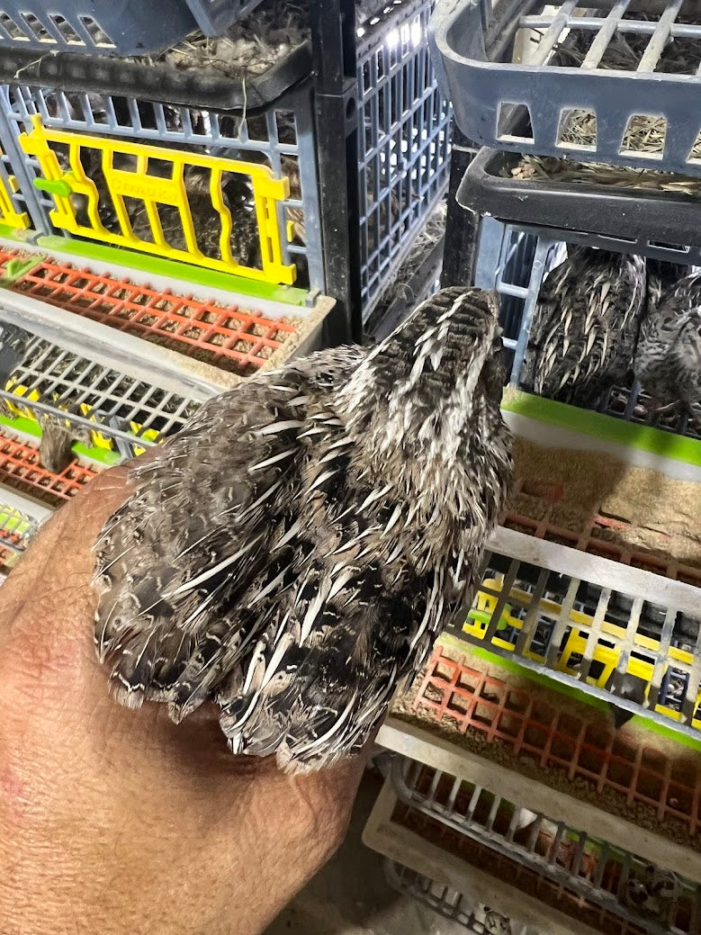 Falb-Fee Quail Hatching Eggs