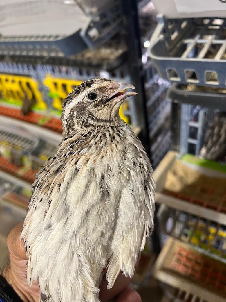 Falb-Fee Quail Hatching Eggs