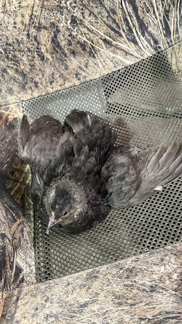 All Black Quail Hatching Eggs - Pure Breed, Ideal for Aviary Hobbyists & Breeders