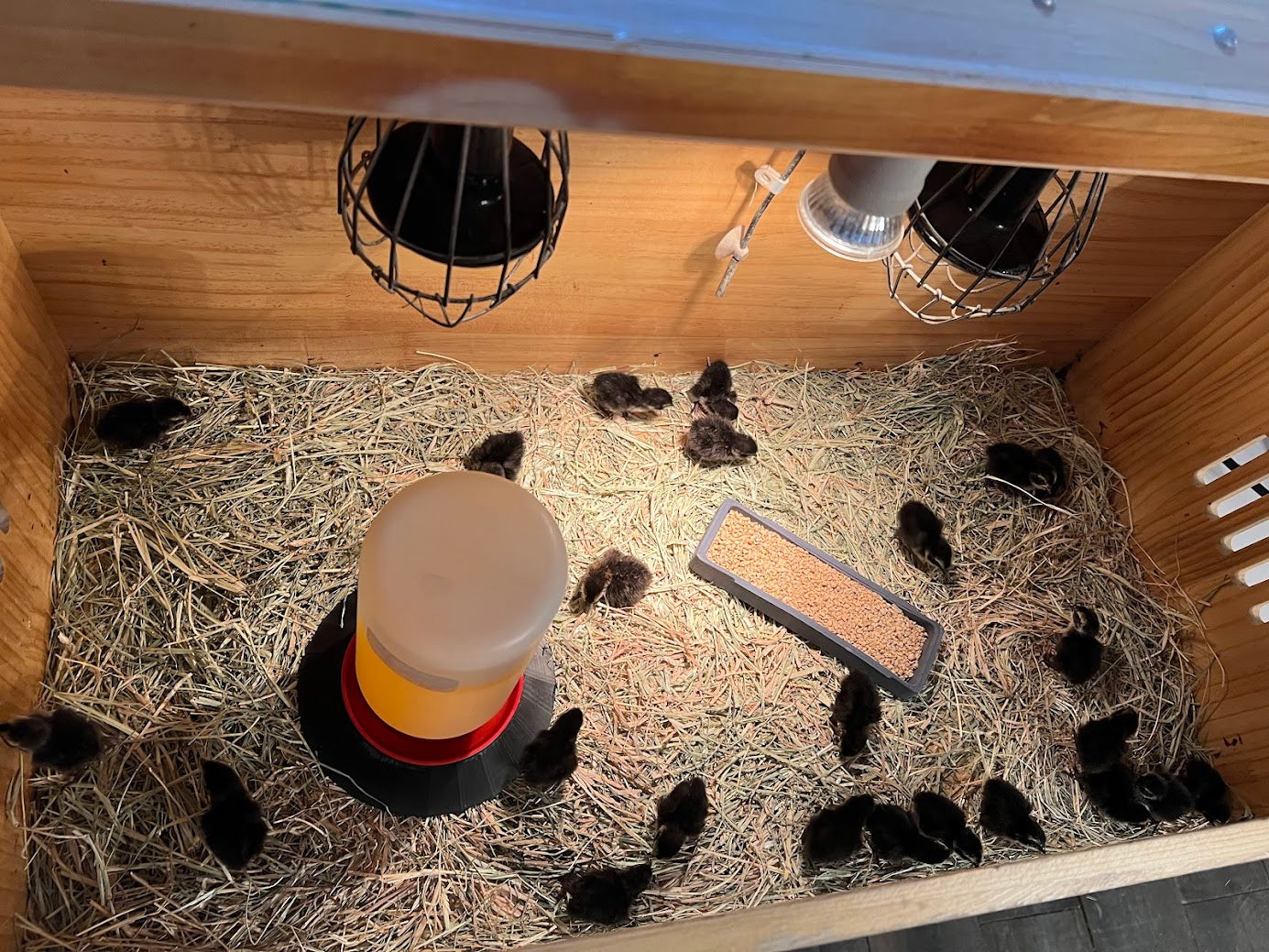 All Black Quail Hatching Eggs - Pure Breed, Ideal for Aviary Hobbyists & Breeders