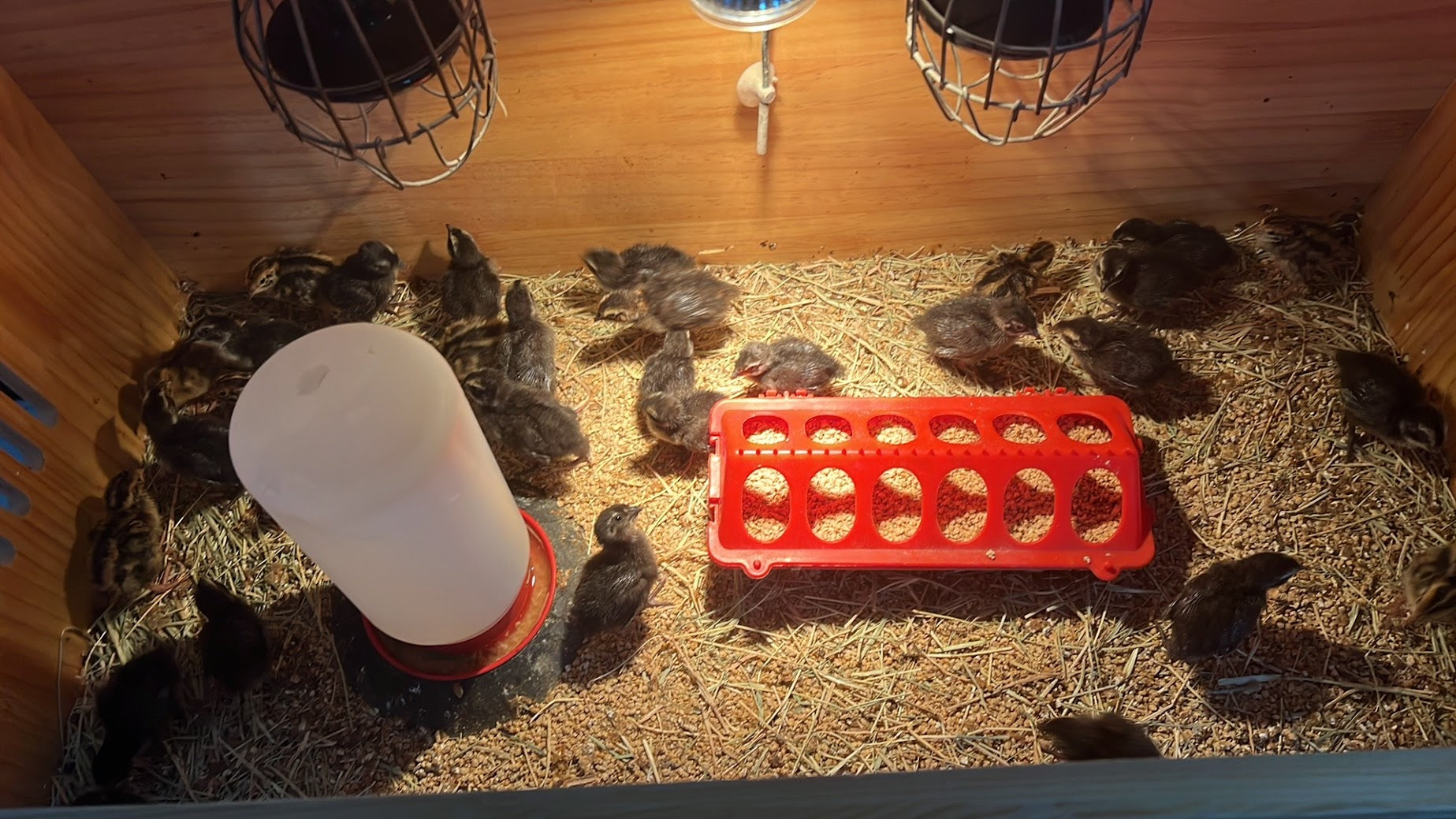 All Black Quail Hatching Eggs - Pure Breed, Ideal for Aviary Hobbyists & Breeders