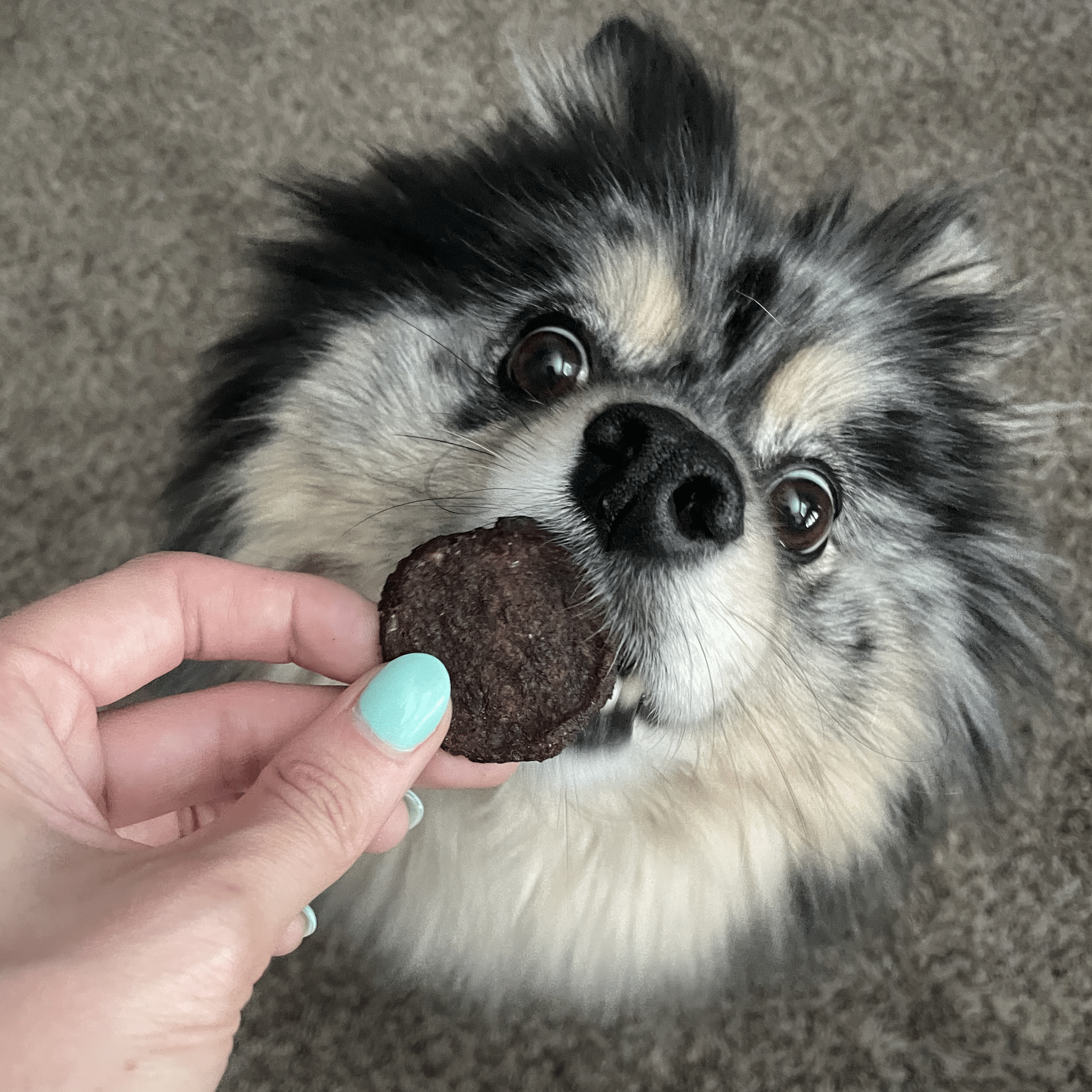 Farm To Pet Beef Chips for Dogs