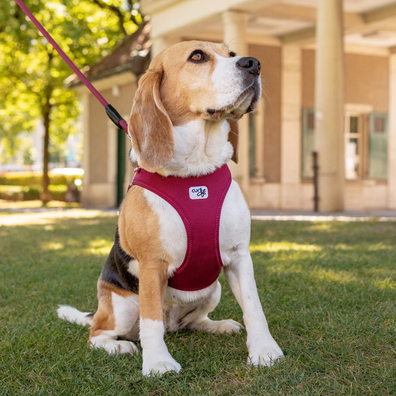 Curli Air Mesh Clasp Vest Harness, Brown Medium