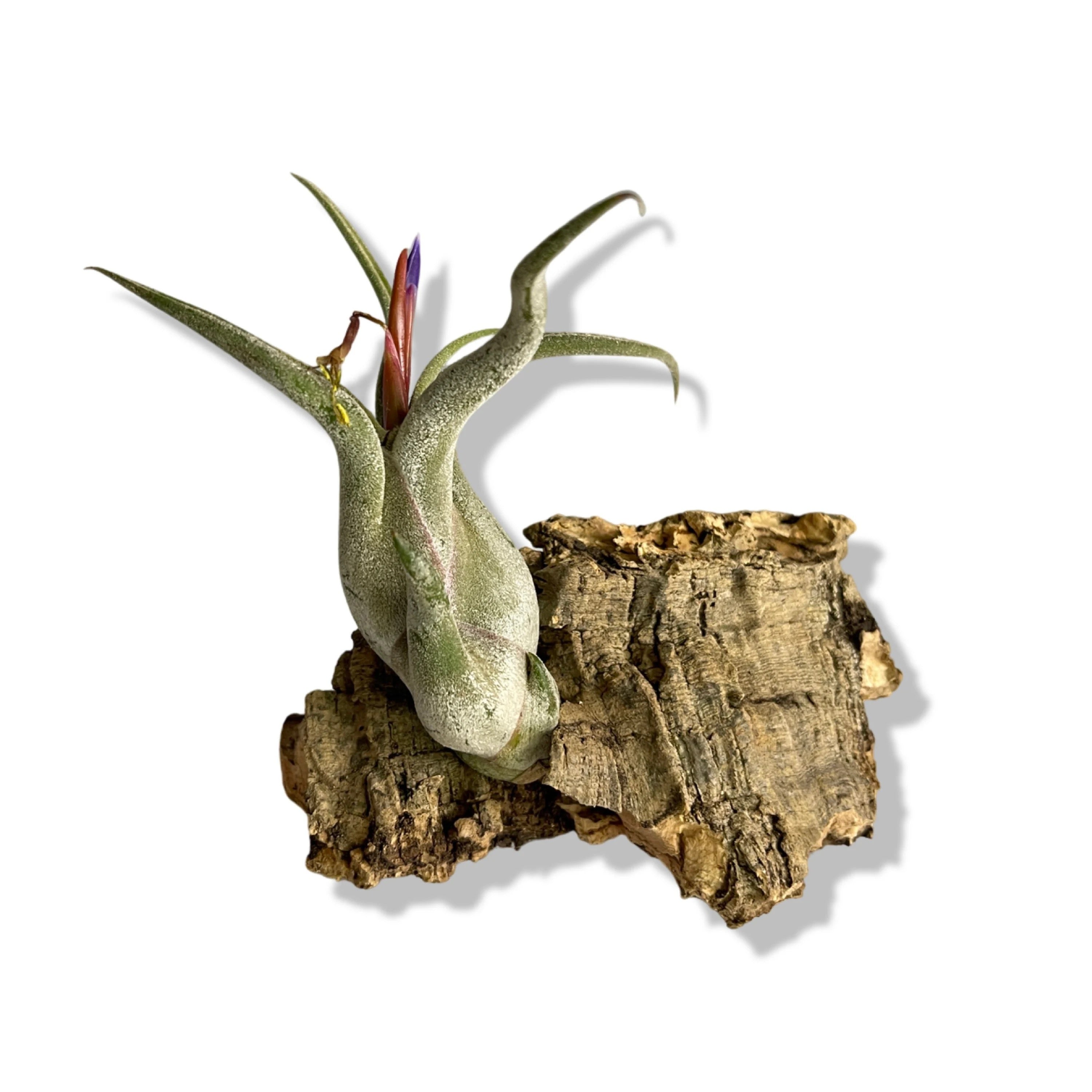 Micro Cork Bark Bits