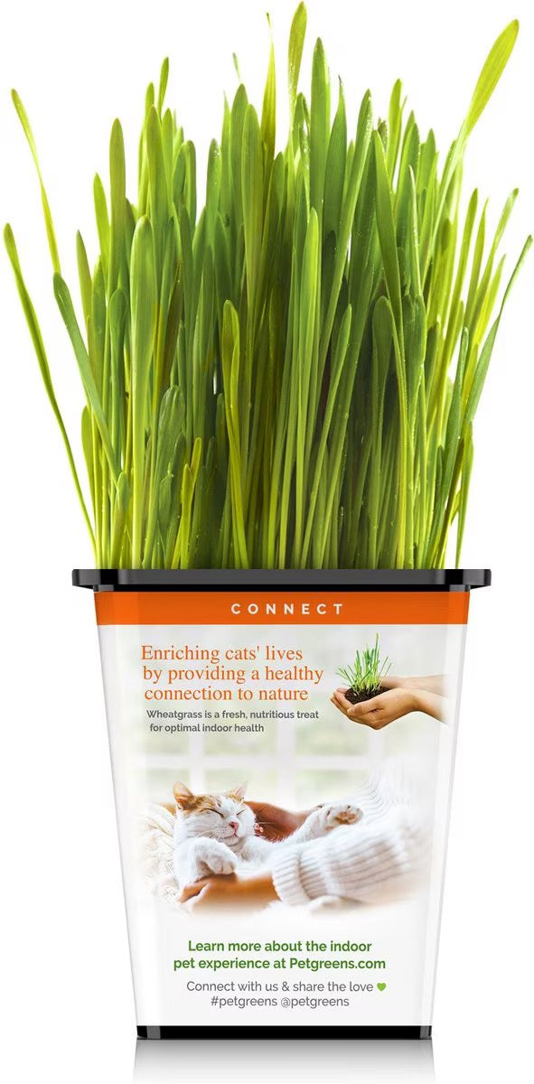 Pet Greens Organic Cat Grass