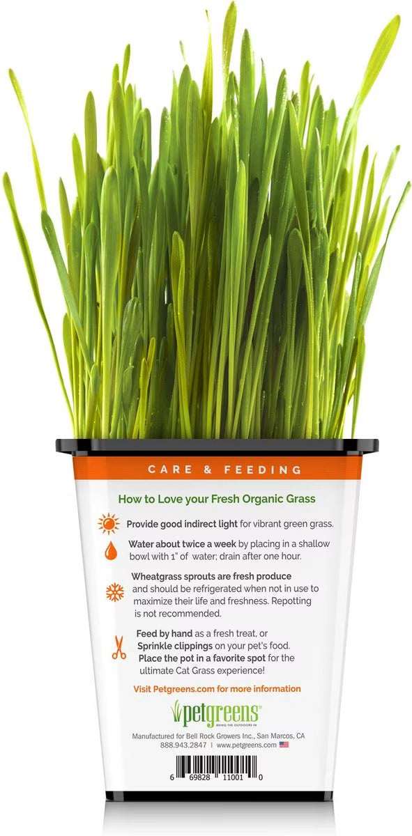 Pet Greens Organic Cat Grass
