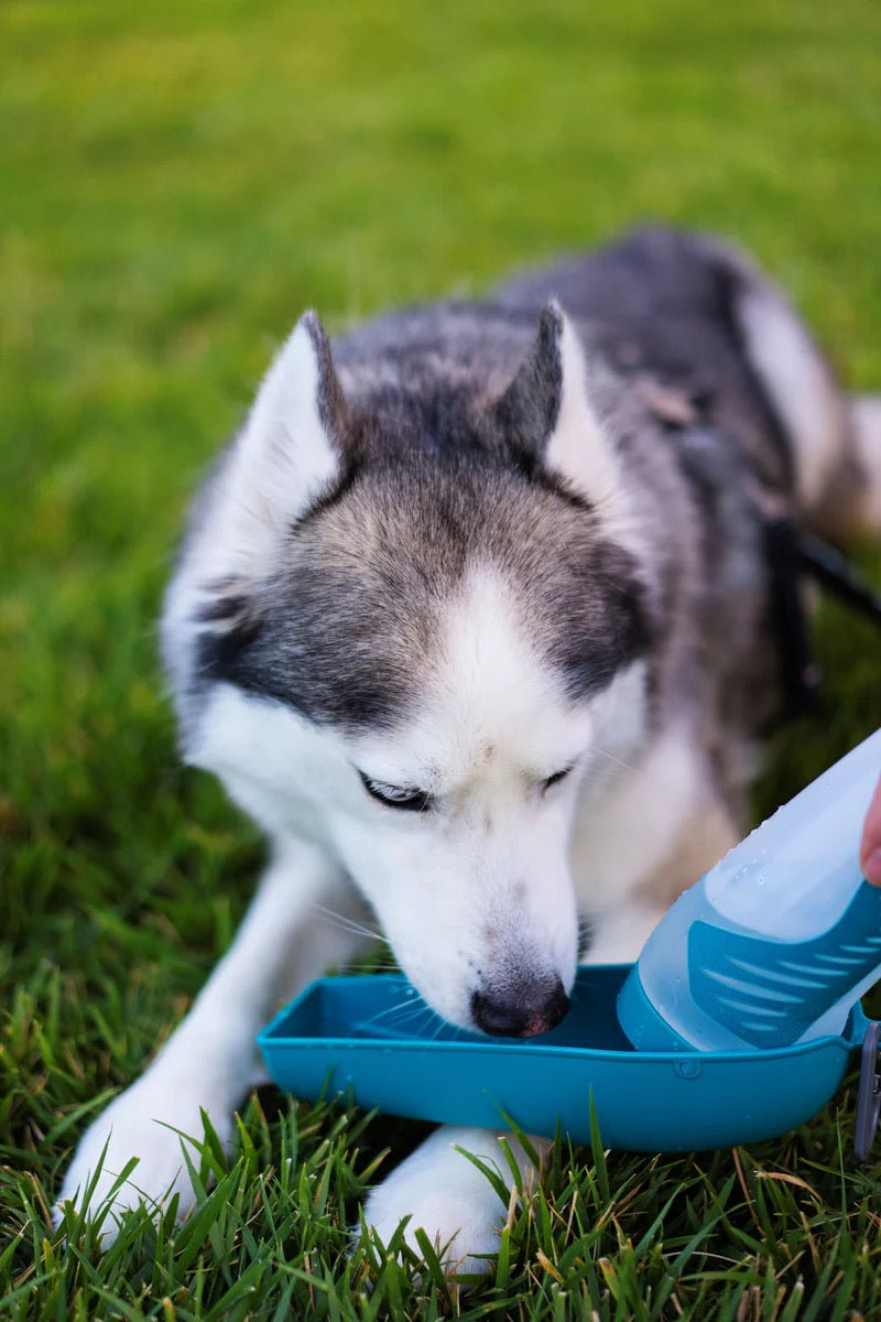 Messy Mutts Travel Bottle Bowl (16oz/500mL)