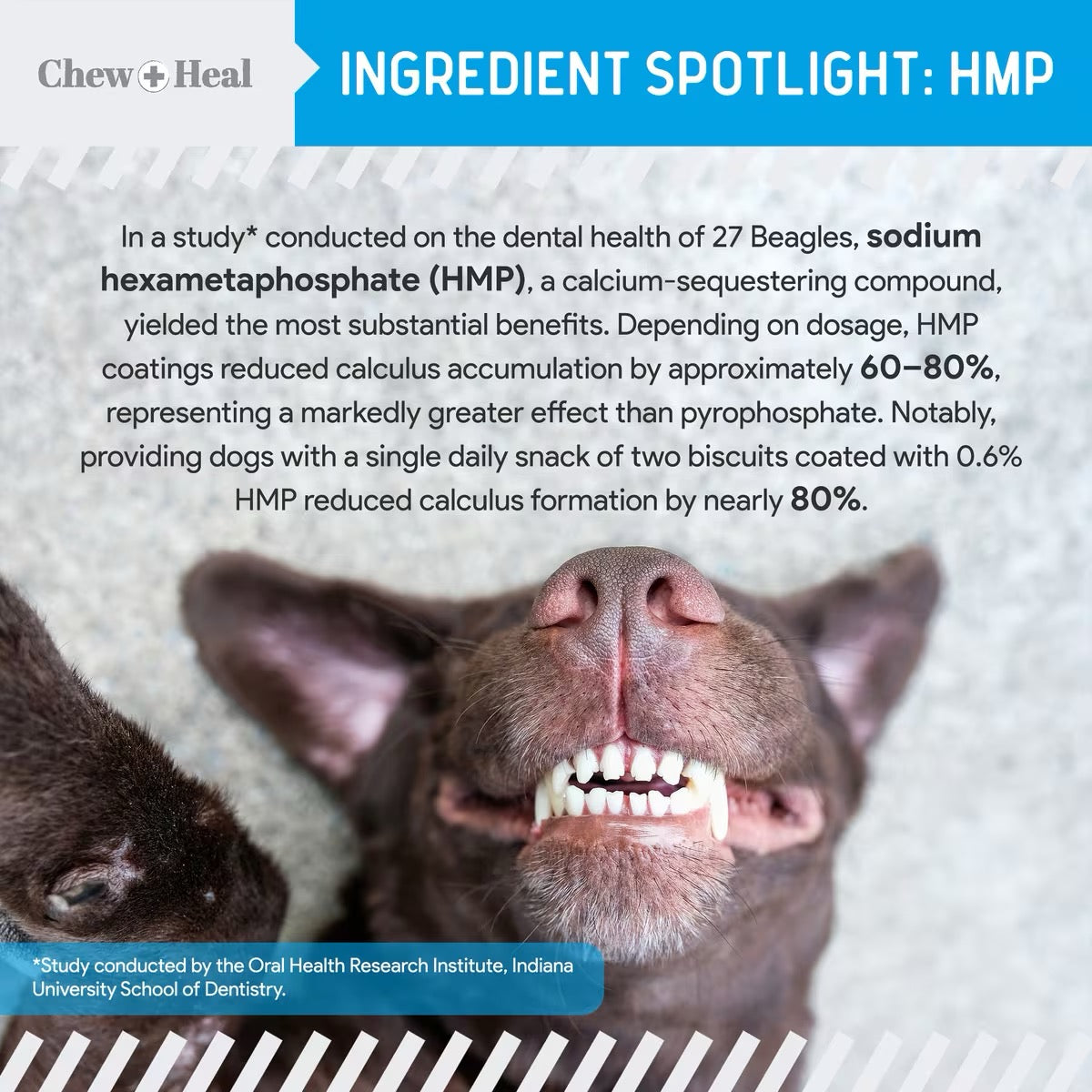 Chew + Heal Advanced Dental Support Powder with 6 Actives for Dogs 4oz