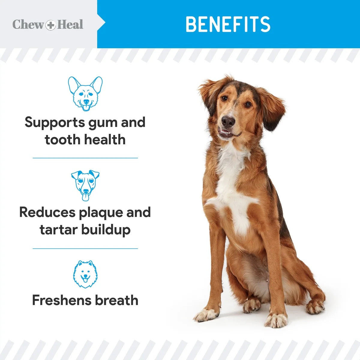 Chew + Heal Advanced Dental Support Powder with 6 Actives for Dogs 4oz