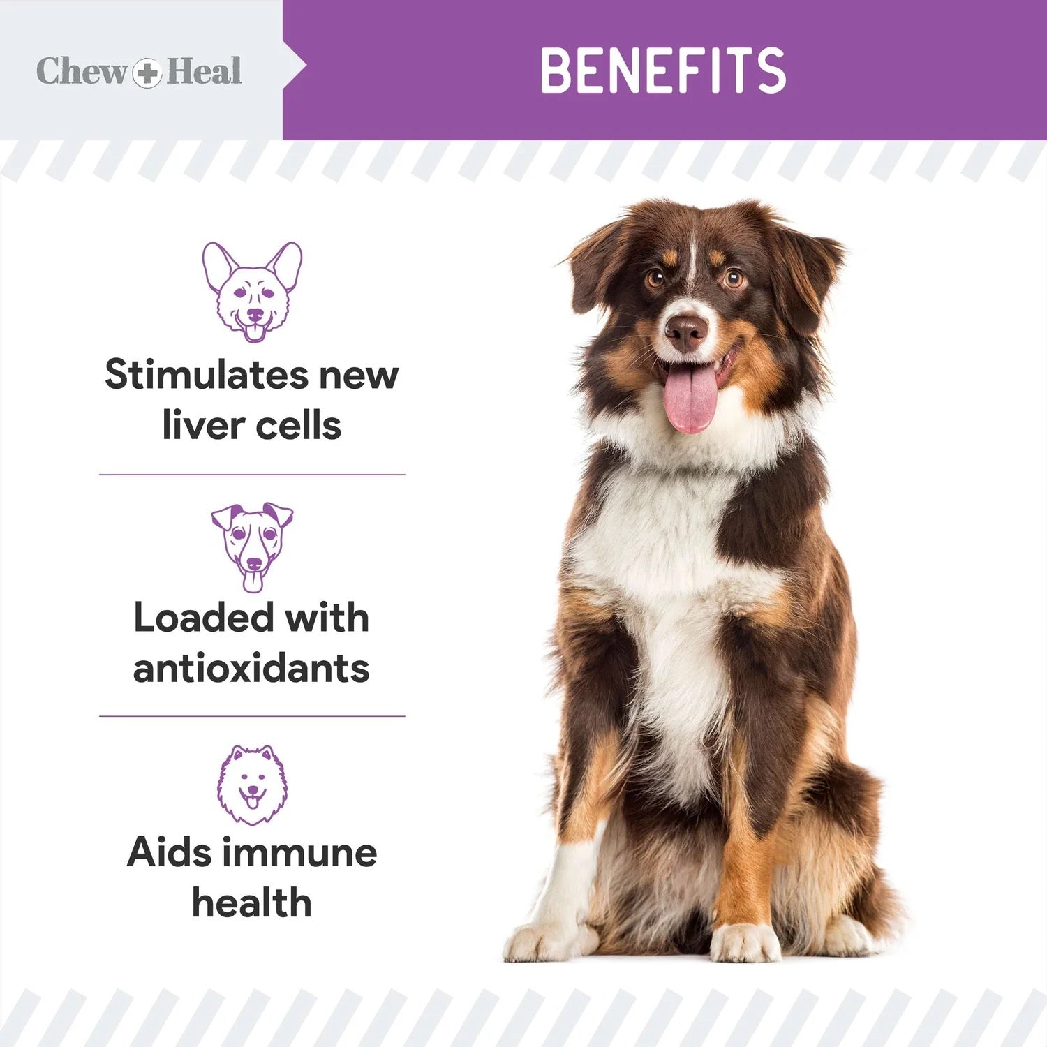Chew + Heal Milk Thistle Tincture with Moringa & Salmon Oil for Dogs 2oz