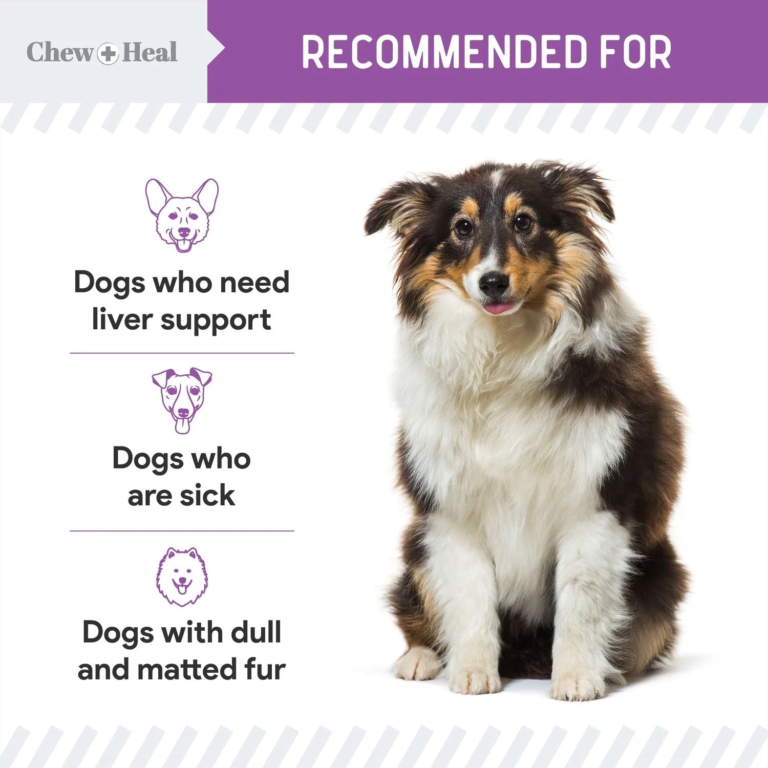 Chew + Heal Milk Thistle Tincture with Moringa & Salmon Oil for Dogs 2oz