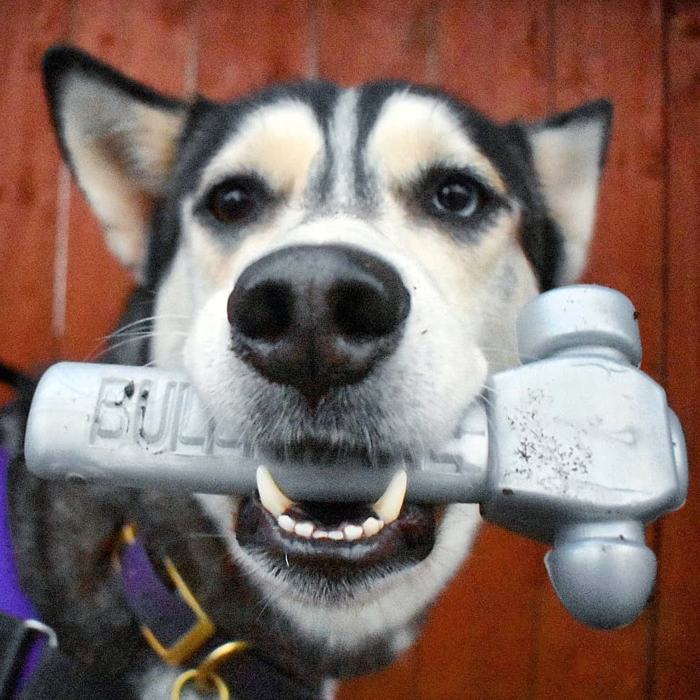 BullyMake Toss N' Treat Hammer Dog Chew Toy, Beef Flavored