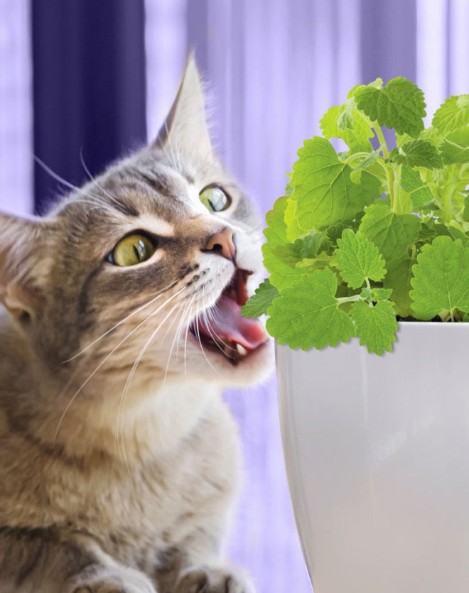 Pet Greens All Natural Live Catnip