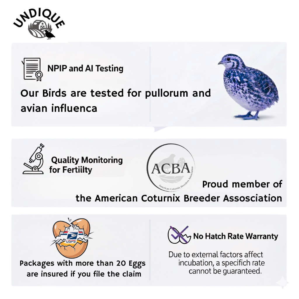 36 Quail Eggs for Hatching - Fertile Coturnix Selection Hens Choice, AI & NPIP Certified, Sustainably Sourced from Family-Run Farms, Farm Fresh Delivery with Minimal Breakage