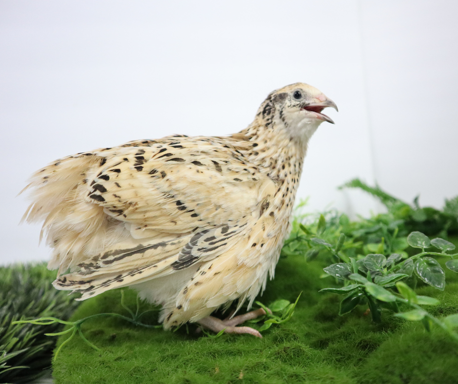 Jumbo Italian Quail Hatching Eggs