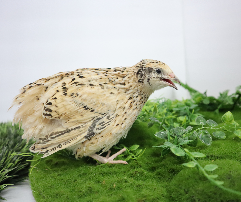 Jumbo Italian Quail Hatching Eggs