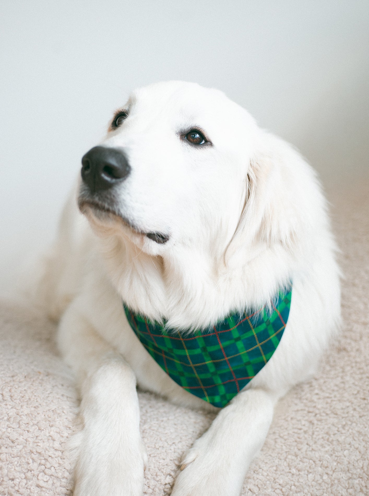 PLAID & WINTER BANDANAS