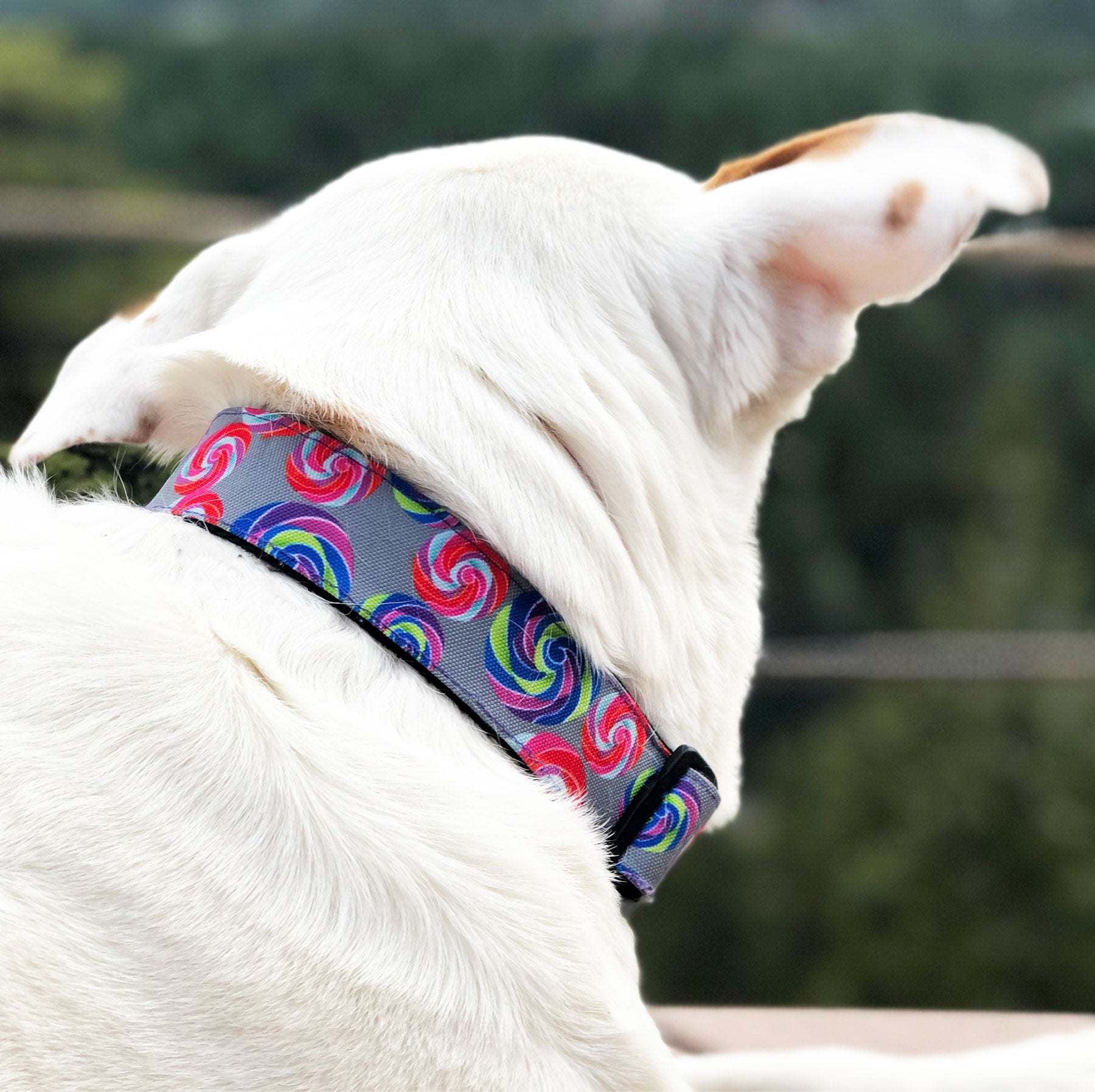 Walk-e-Woo Lollipop Dog Collars, Leads, and Bows - 2 Styles