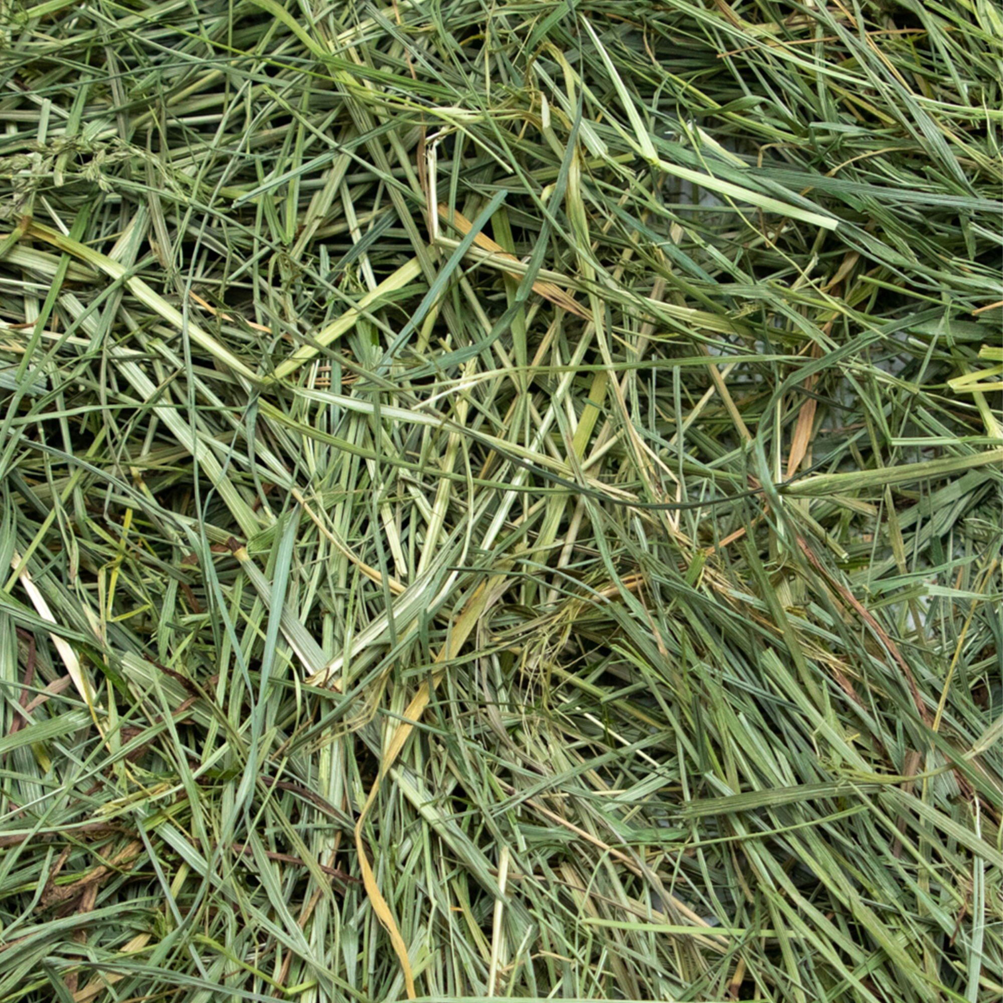 Rabbit Hole Hay Ultra Premium Mountain Grass