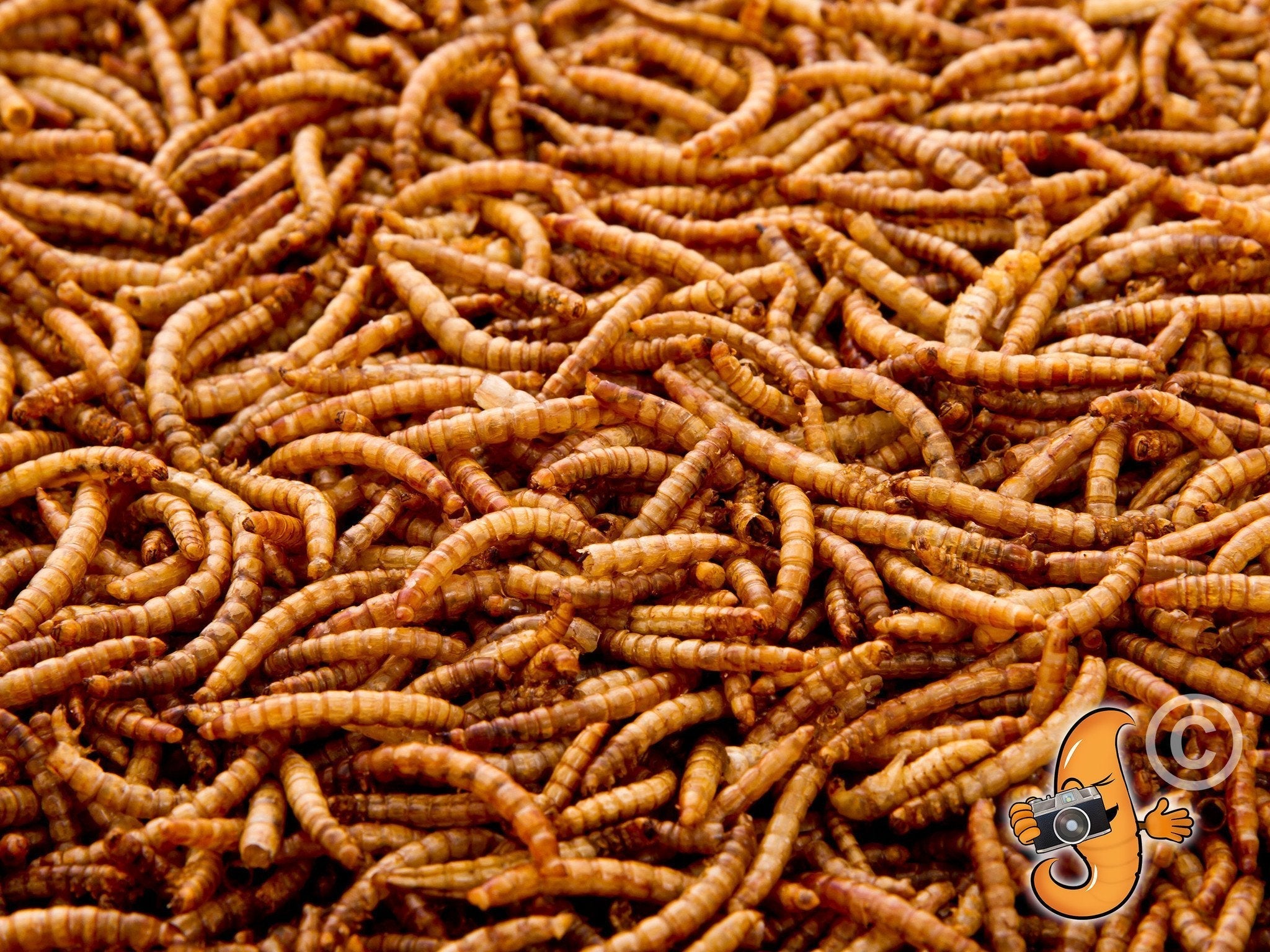 44Lbs Chubby Dried Mealworms