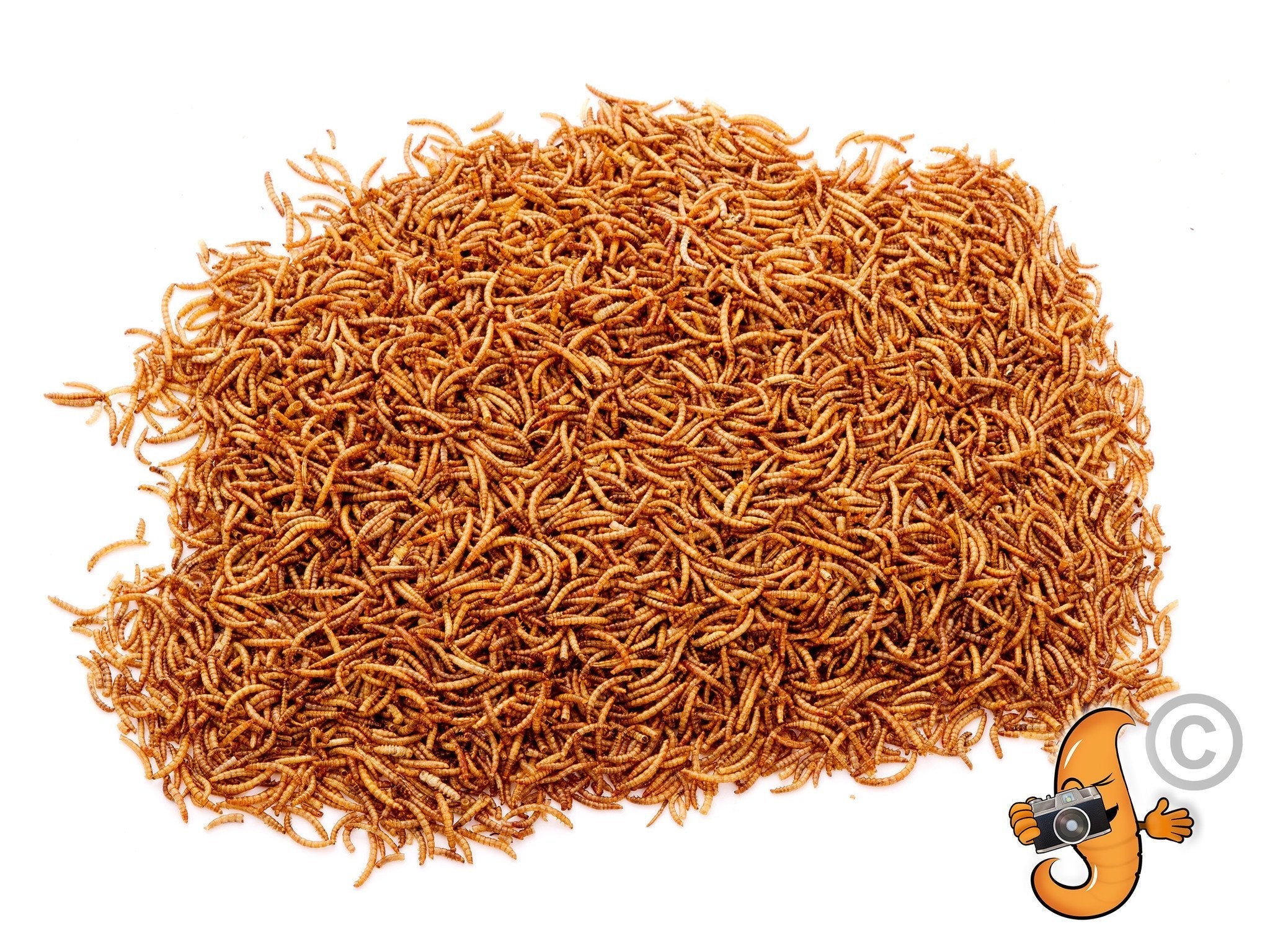 4Lbs Chubby Dried Mealworms