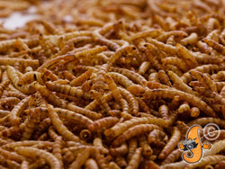 5Lbs Chubby Dried Mealworms