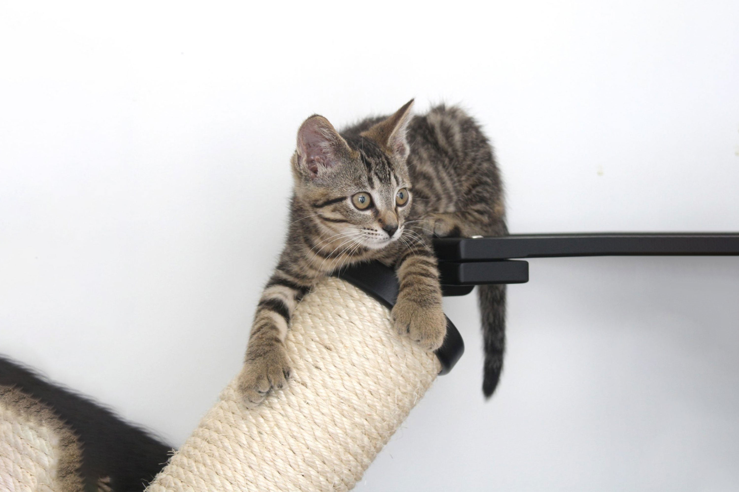 The Crossroads - Cat Wall Scratcher - Tree with Ramp