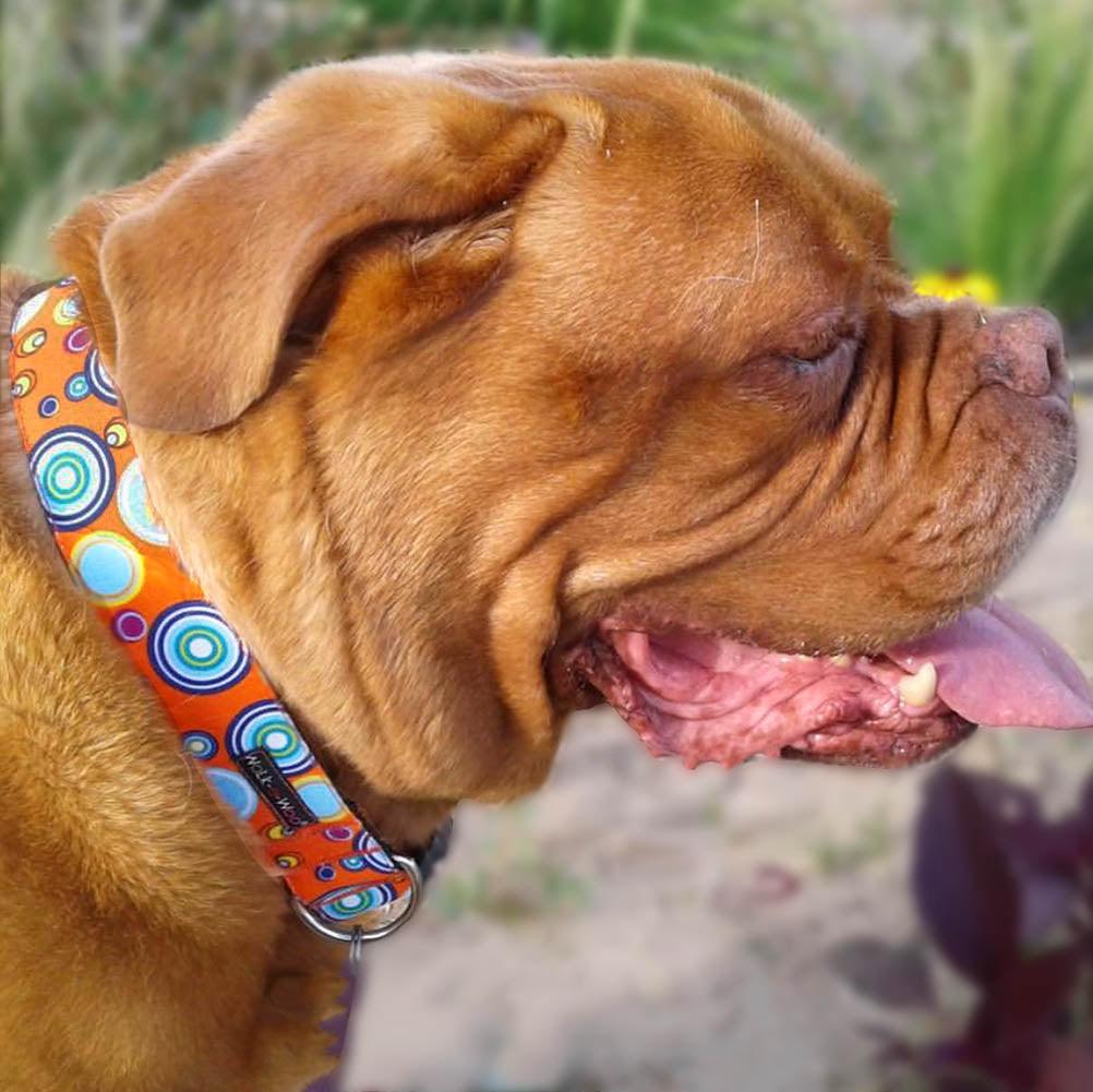 Walk-e-Woo Martini Dog Collars, Leads, and Bows - 5 Styles