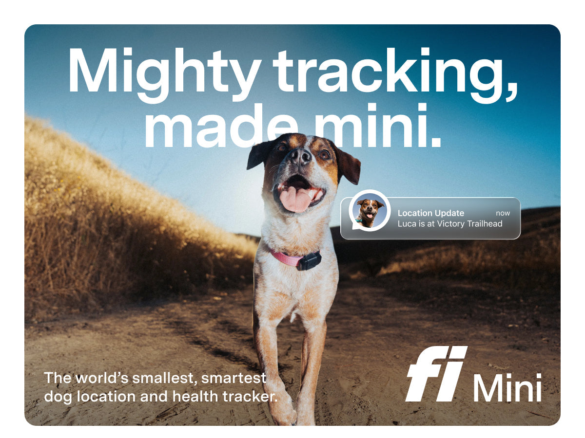 Fi Mini GPS Tracker for Dogs & Cats — Real-Time LTE Location, Escape Alerts & Activity Tracking | 6 Months of Membership Included | Lightweight, Waterproof Collar Attachment