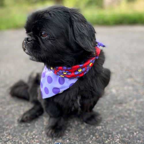 Walk-e-Woo Sport Bandana - Purple Dots/Daisies