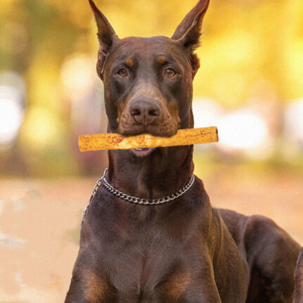 第 N 卷 10 在 PB 2PK