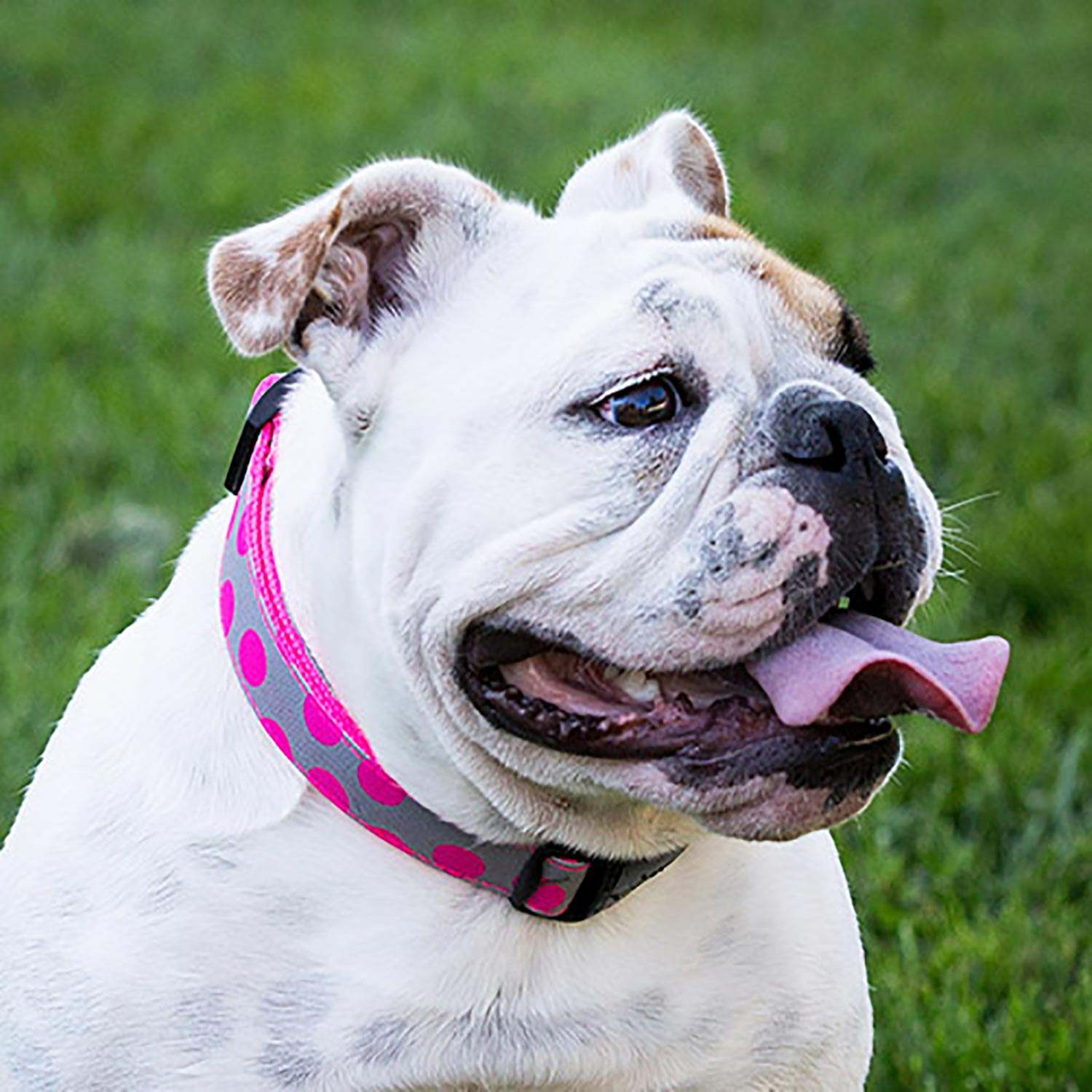 Walk-e-Woo Polka Dot Dog Collars, Leads, and Bows - Neon - 4 Styles