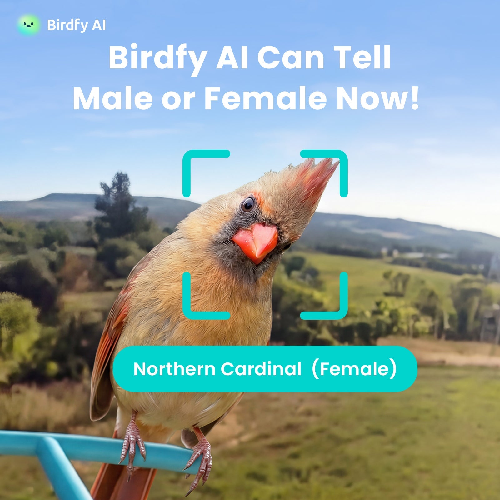Birdfy Feeder with Solar Panel - Solar-Powered Smart Bird Feeder with Camera