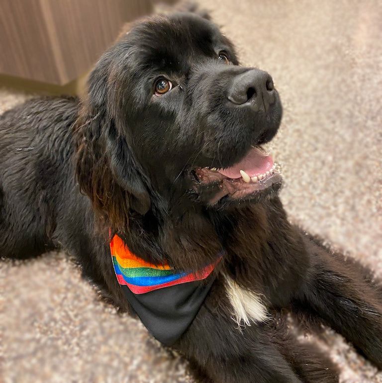 Walk-e-Woo Sport Bandana - Rainbow Pride