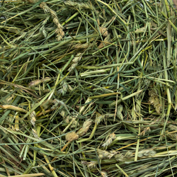 Rabbit Hole Hay Ultra Premium Coarse Orchard Grass