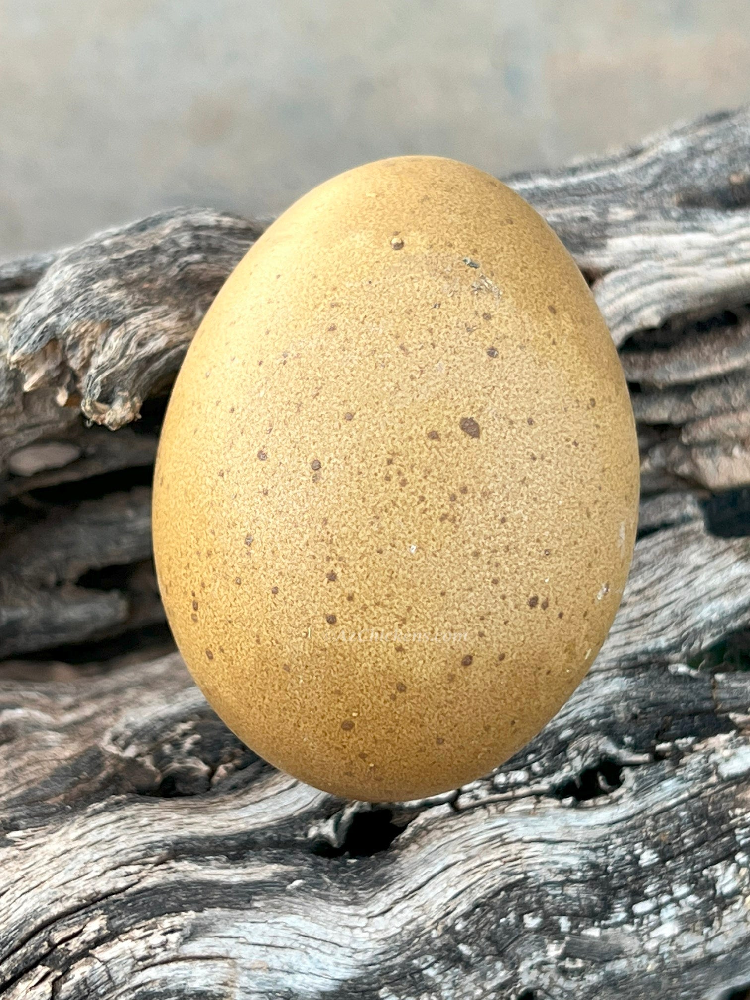 Olive Egger Chicks – Buy 10 + 5 Bonus Free (15 All-Female, Shipping Included)