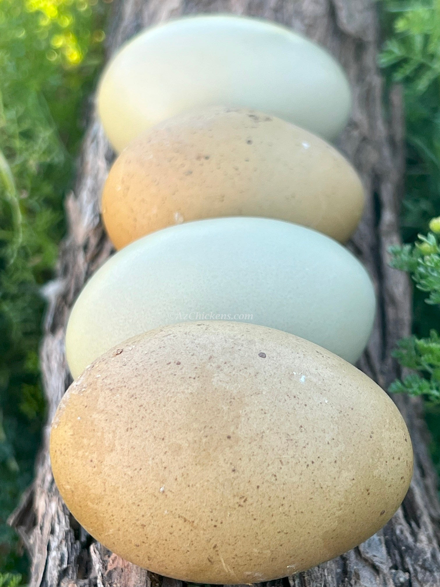 Olive Egger Chicks – Buy 10 + 5 Bonus Free (15 All-Female, Shipping Included)