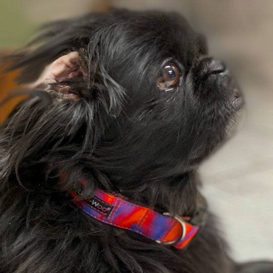 Walk-e-Woo Ombre Dog Collars and Leads - 2 Styles