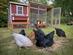 Medium Chicken Coop - Up to 10 Chickens