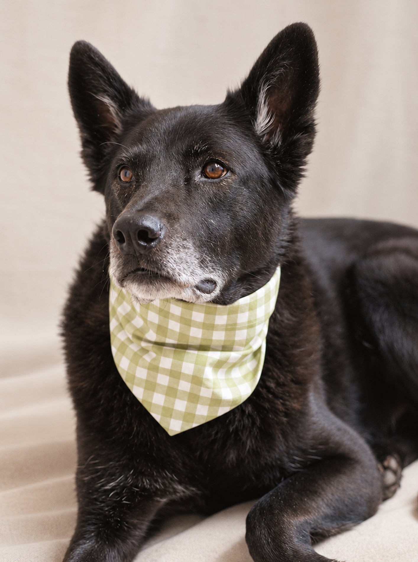 GINGHAM BANDANA