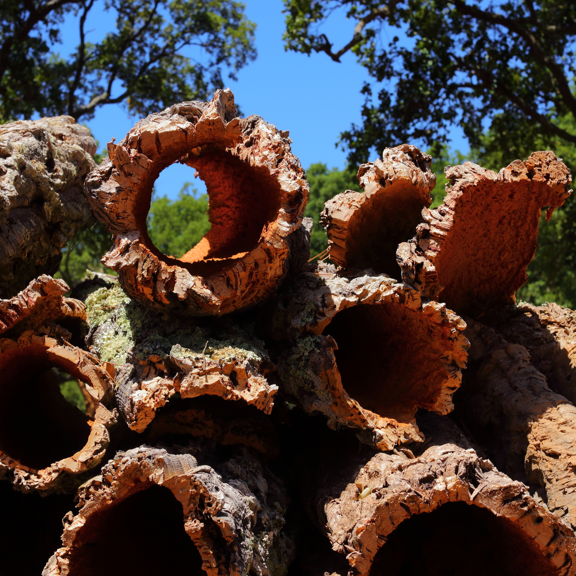 Bulk Cork Bark Rounds (Sellers Choice)