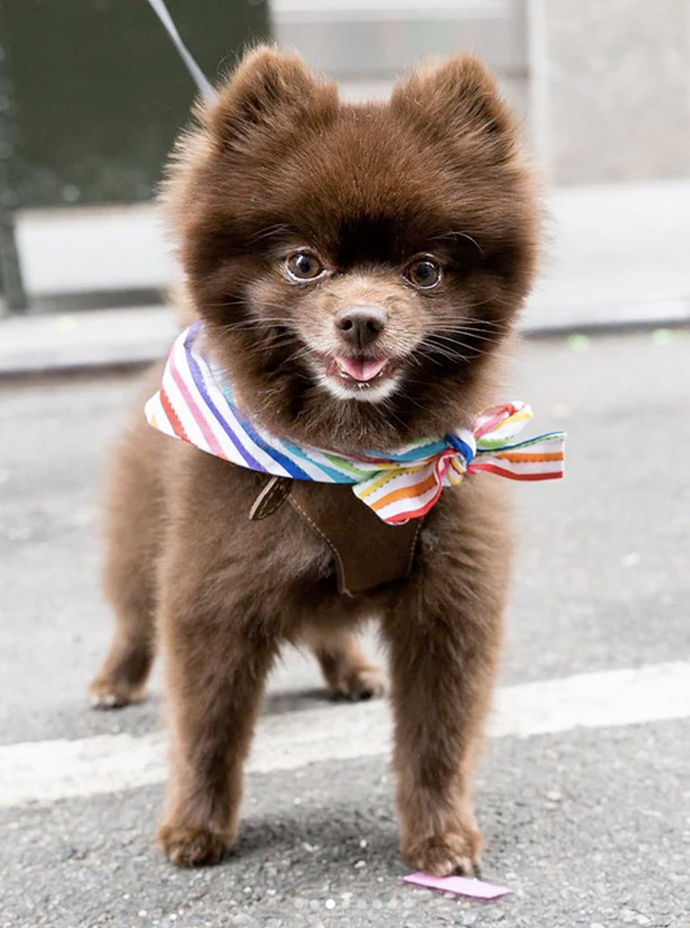 RAINBOW PET BANDANAS